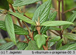 Viburnum Pragense