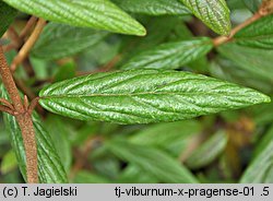 Viburnum Pragense