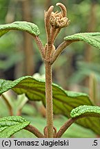 Viburnum Pragense