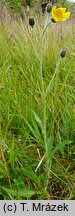 Hieracium fritzei s.str. (jastrzębiec Fritzego)