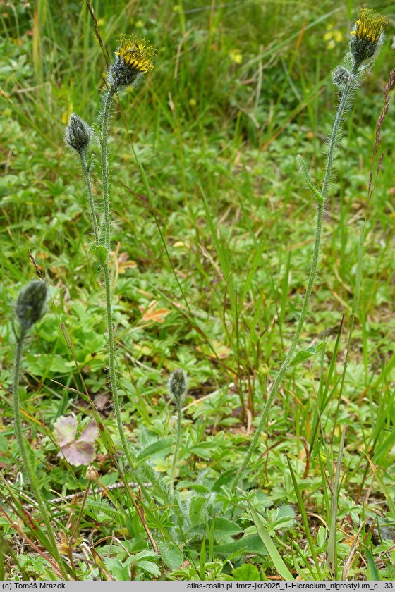 Hieracium nigrostylum (jastrzębiec ciemnosłupkowy)