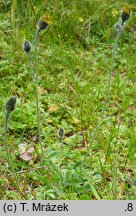 Hieracium nigrostylum (jastrzębiec ciemnosłupkowy)