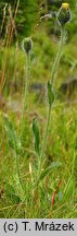 Hieracium rohlenae (jastrzębiec Rohleny)