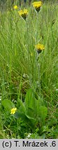 Hieracium schneiderianum (jastrzębiec Schneidera)