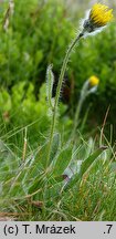 Hieracium sudetotubulosum (jastrzębiec rurkokwiatowy)