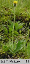 Hieracium schneiderianum (jastrzębiec Schneidera)