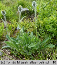 Hieracium sudetotubulosum (jastrzębiec rurkokwiatowy)