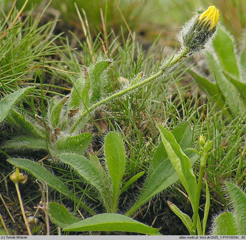 Hieracium sudetotubulosum (jastrzębiec rurkokwiatowy)