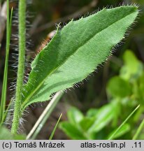 Hieracium uechtritzianum (jastrzębiec Uechtritza)
