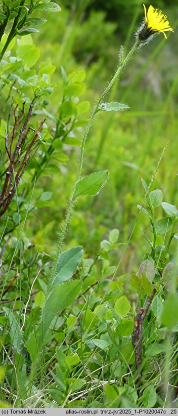 Hieracium uechtritzianum (jastrzębiec Uechtritza)