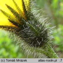 Hieracium uechtritzianum (jastrzębiec Uechtritza)