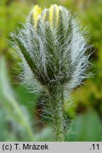 Hieracium sudetotubulosum (jastrzębiec rurkokwiatowy)