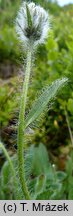 Hieracium sudetotubulosum (jastrzębiec rurkokwiatowy)