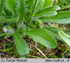 Hieracium sudetotubulosum (jastrzębiec rurkokwiatowy)