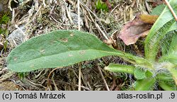 Hieracium sudetotubulosum (jastrzębiec rurkokwiatowy)