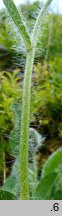 Hieracium sudetotubulosum (jastrzębiec rurkokwiatowy)