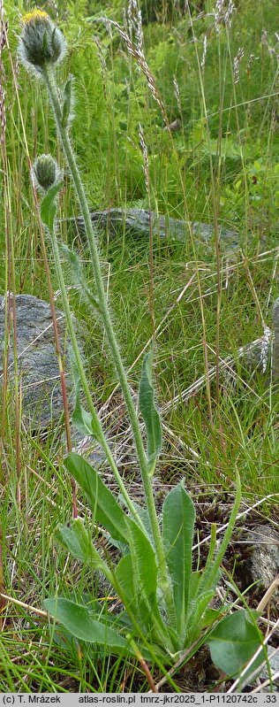 Hieracium rohlenae (jastrzębiec Rohleny)