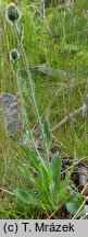 Hieracium rohlenae (jastrzębiec Rohleny)