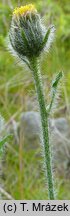 Hieracium rohlenae (jastrzębiec Rohleny)