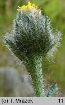 Hieracium rohlenae (jastrzębiec Rohleny)