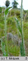 Hieracium rohlenae (jastrzębiec Rohleny)