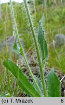 Hieracium rohlenae (jastrzębiec Rohleny)