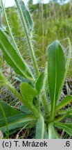 Hieracium rohlenae (jastrzębiec Rohleny)