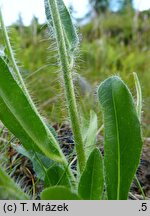 Hieracium rohlenae (jastrzębiec Rohleny)
