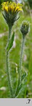 Hieracium schneiderianum (jastrzębiec Schneidera)