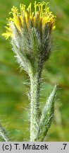 Hieracium schneiderianum (jastrzębiec Schneidera)