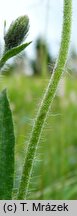 Hieracium schneiderianum (jastrzębiec Schneidera)