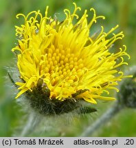 Hieracium schneiderianum (jastrzębiec Schneidera)