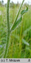 Hieracium schneiderianum (jastrzębiec Schneidera)