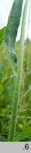 Hieracium schneiderianum (jastrzębiec Schneidera)