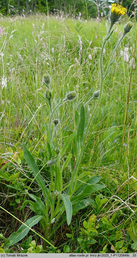 Hieracium schneiderianum (jastrzębiec Schneidera)