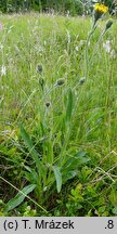 Hieracium schneiderianum (jastrzębiec Schneidera)