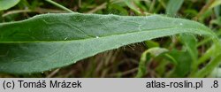 Hieracium schneiderianum (jastrzębiec Schneidera)