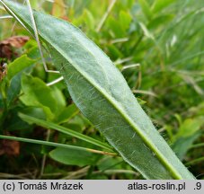 Hieracium schneiderianum (jastrzębiec Schneidera)
