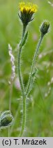 Hieracium schneiderianum (jastrzębiec Schneidera)