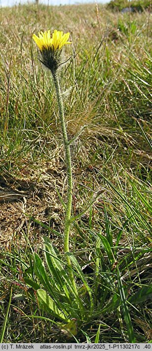 Hieracium melanocephalum (jastrzębiec ciemnokoszyczkowy)