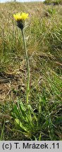 Hieracium melanocephalum (jastrzębiec ciemnokoszyczkowy)