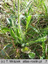 Hieracium melanocephalum (jastrzębiec ciemnokoszyczkowy)