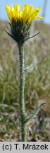 Hieracium melanocephalum (jastrzębiec ciemnokoszyczkowy)