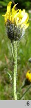 Hieracium schustleri (jastrzębiec Schustlera)
