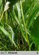 Hieracium schustleri (jastrzębiec Schustlera)