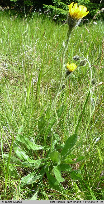 Hieracium schustleri (jastrzębiec Schustlera)