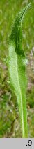 Hieracium schustleri (jastrzębiec Schustlera)