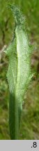 Hieracium schustleri (jastrzębiec Schustlera)