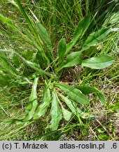 Hieracium schustleri (jastrzębiec Schustlera)