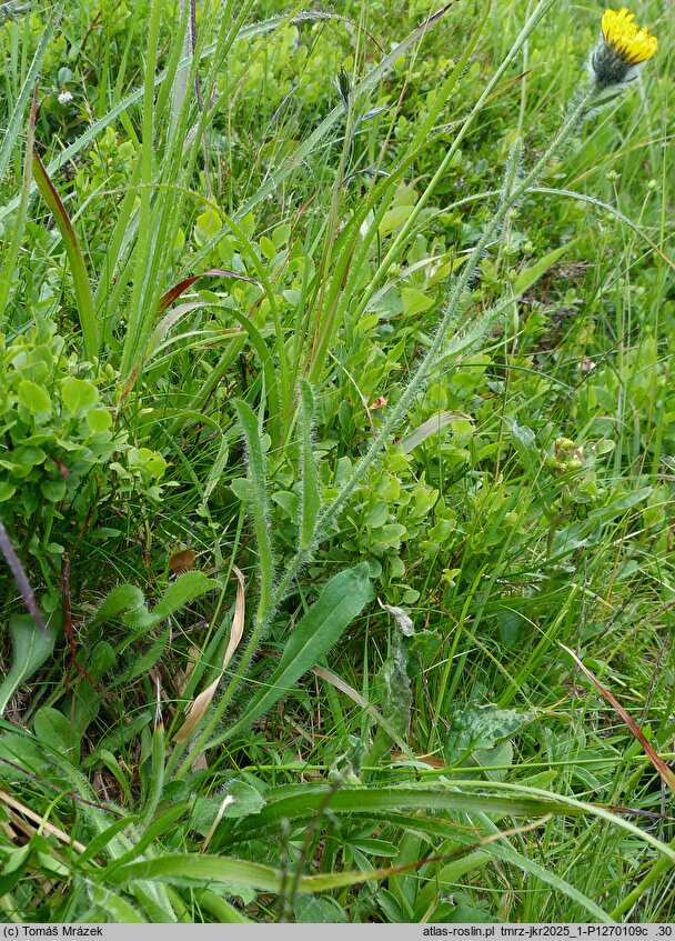 Hieracium fritzei s.str. (jastrzębiec Fritzego)